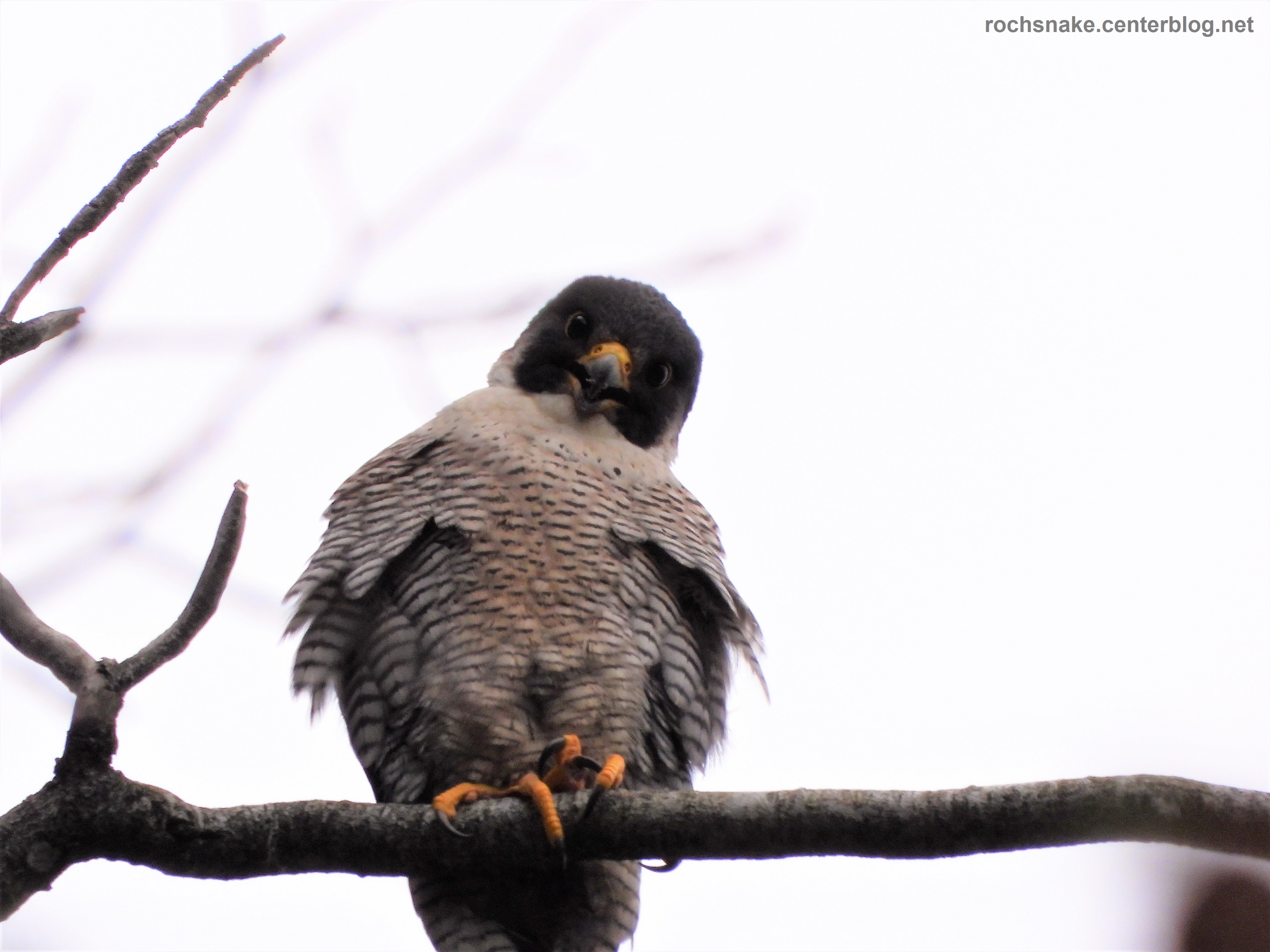 Le Faucon Pèlerin - Falco Peregrinus