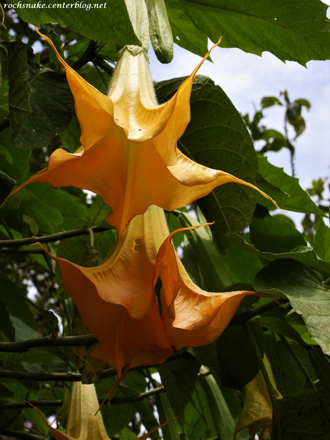 Brugmansia (trompettes des anges) Reina de la Noche