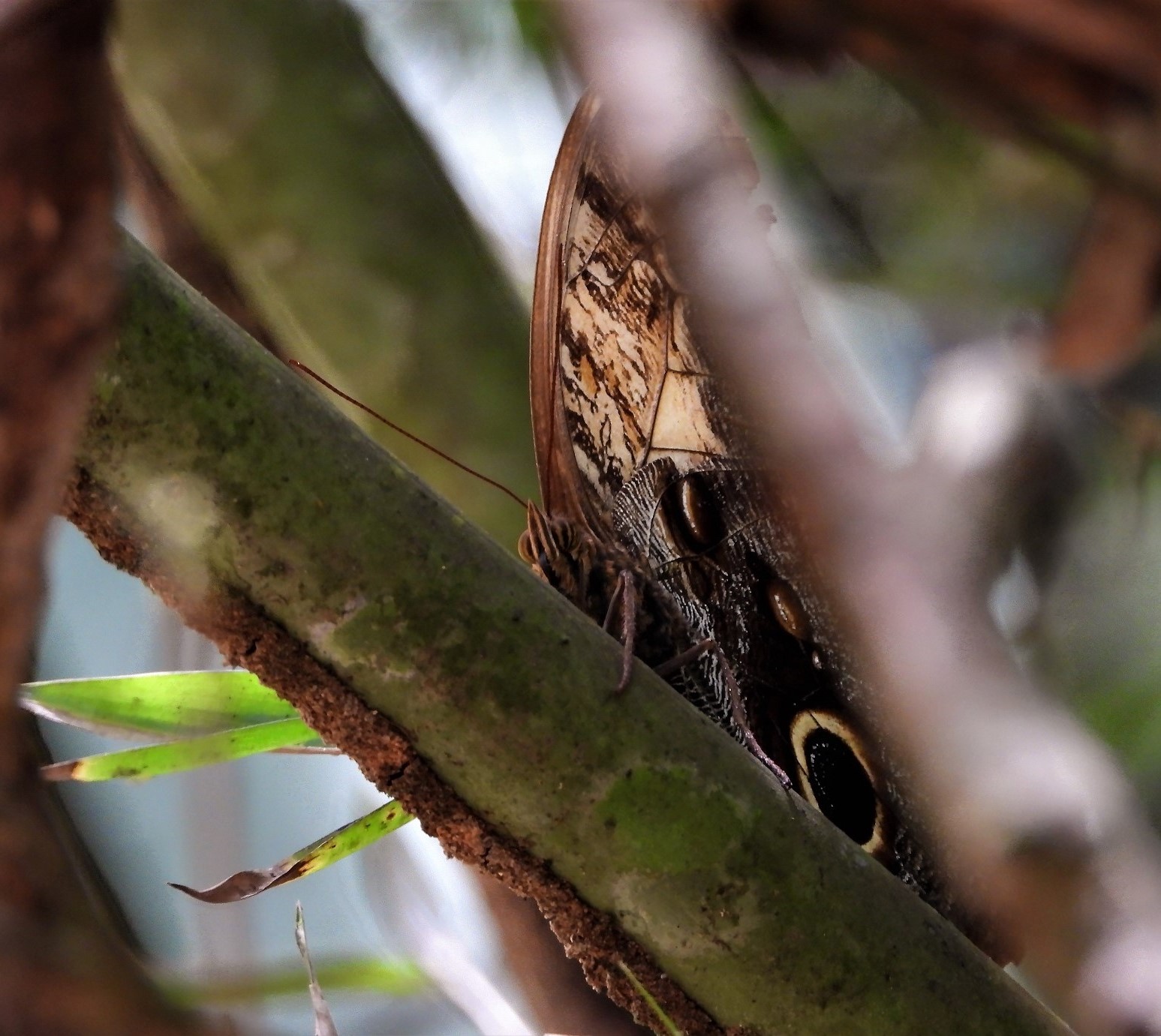 Caligo Telamonius Memnon (hibou Géant Ou Hibou Pâle)