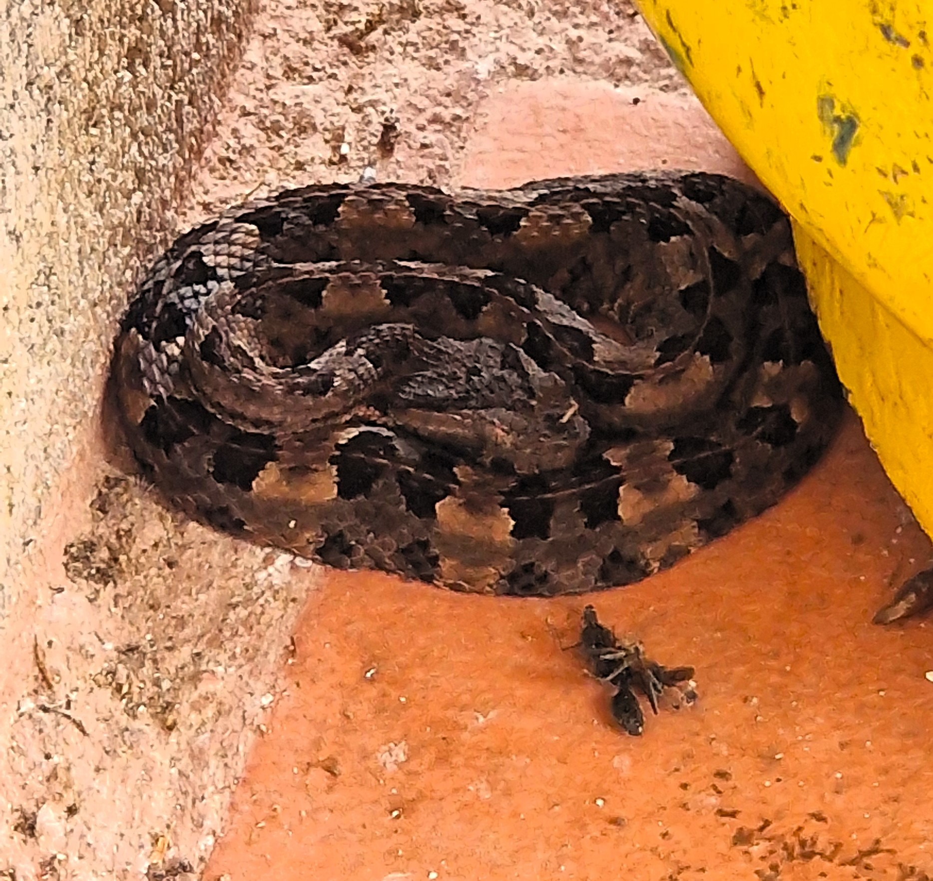 Porthidium nasutum (vipère à nez de cochon)
