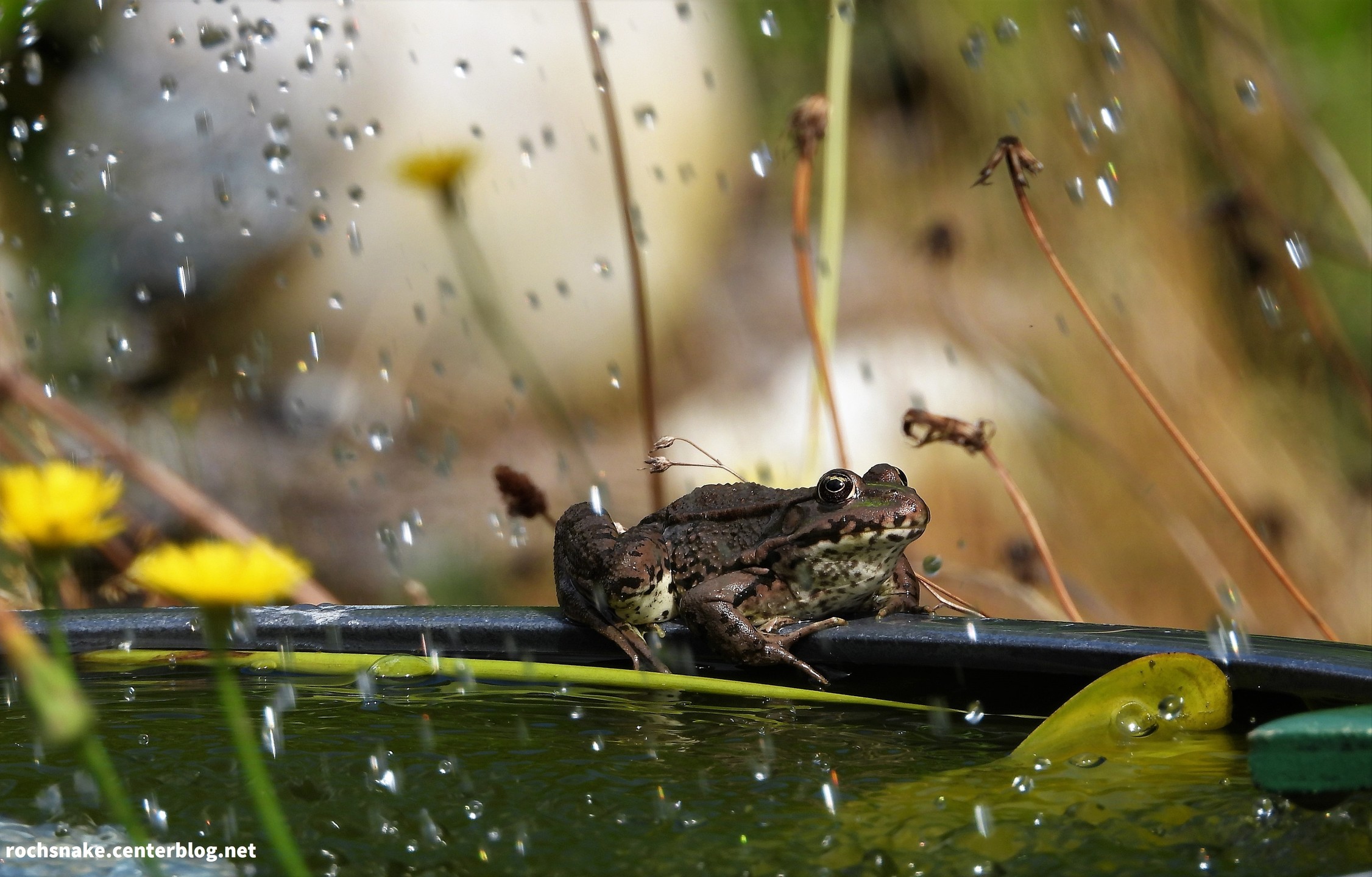 Bassin privé pour une grenouille